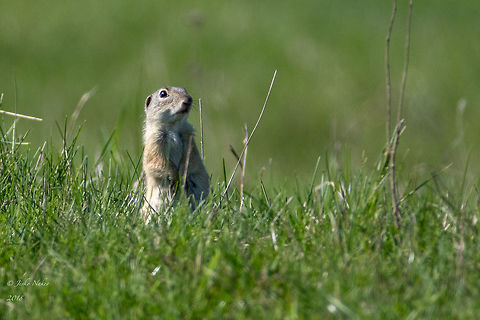 European ground squirrel - Spemophilus citellus  Animal,Animalia,Bulgaria,Chordata,Europe,European ground squirrel,Geotagged,Mammalia,Nature,Rodentia,Rusenski Lom nature park,Sciuridae,Spemophilus citellus,Spermophilus citellus,Spring,Wildlife,mammals