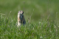 European ground squirrel - Spemophilus citellus  Animal,Animalia,Bulgaria,Chordata,Europe,European ground squirrel,Geotagged,Mammalia,Nature,Rodentia,Rusenski Lom nature park,Sciuridae,Spemophilus citellus,Spermophilus citellus,Spring,Wildlife,mammals