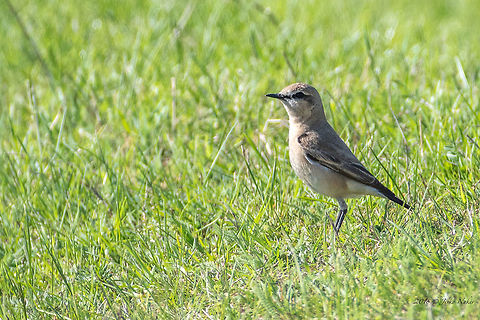 Isabelline wheatear