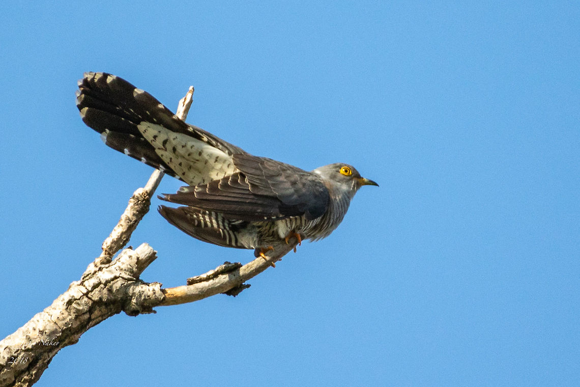 Common cuckoo - Cuculus canorus  Animal,Animalia,Aves,Bird,Bulgaria,Chordata,Common Cuckoo,Common cuckoo,Cuculidae,Cuculiformes,Cuculus canorus,Europe,Geotagged,Migratory bird,Nature,Sofia county,Spring,Wildlife