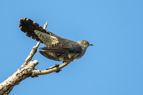 Common cuckoo - Cuculus canorus  Animal,Animalia,Aves,Bird,Bulgaria,Chordata,Common Cuckoo,Common cuckoo,Cuculidae,Cuculiformes,Cuculus canorus,Europe,Geotagged,Migratory bird,Nature,Sofia county,Spring,Wildlife