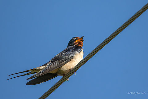 Barn swallow - Hirundo rustica  Animal,Animalia,Aves,Barn Swallow,Barn swallow,Bird,Bulgaria,Chordata,Europe,Geotagged,Hirundinidae,Hirundo rustica,Nature,Passeriformes,Passerine,Rusenski Lom nature park,Spring,Wildlife