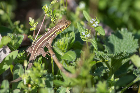 Balkan green lizard - Lacerta trilineata  Animal,Animalia,Balkan green lizard,Bulgaria,Chordata,Europe,Geotagged,Kisimovi dupki,Lacerta trilineata,Lacertidae,Nature,Reptilia,Spring,Squamata,Wetland,Wildlife