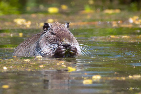 Coypu - Myocastor coypus  Animal,Animalia,Bulgaria,Chordata,Coypu,Europe,Geotagged,Kisimovi dupki,Mammalia,Myocastor coypus,Myocastoridae,Nature,Nutria,River rat,Rodentia,Spring,Wetland,Wildlife,mammals