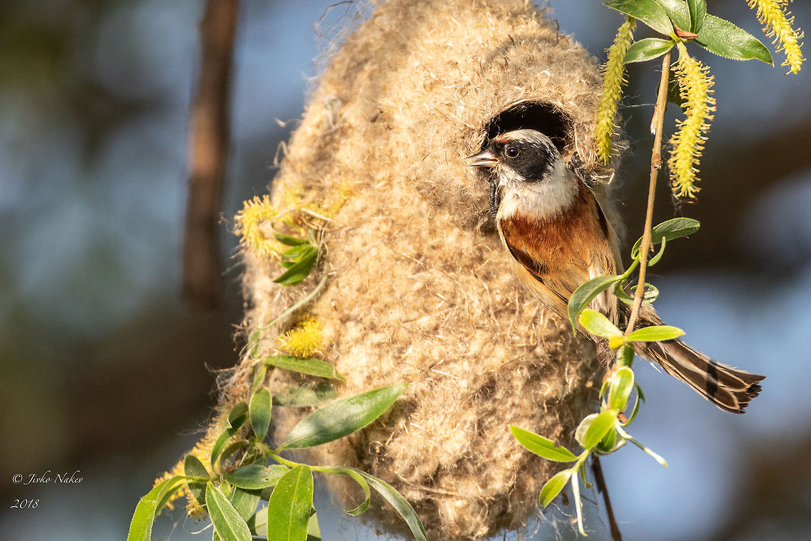 Eurasian penduline tit male - Remiz pendulinus  Animal,Animalia,Aves,Bird,Bulgaria,Chordata,Eurasian penduline tit,Europe,Geotagged,Nature,Passeriformes,Passerine,Remiz pendulinus,Remizidae,Sofia county,Spring,Wildlife