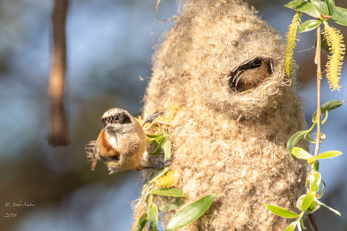 Eurasian penduline tit female - Remiz pendulinus The male tit is in the nest. Animal,Animalia,Aves,Bird,Bulgaria,Chordata,Eurasian penduline tit,Europe,Geotagged,Nature,Passeriformes,Passerine,Remiz pendulinus,Remizidae,Sofia county,Spring,Wildlife
