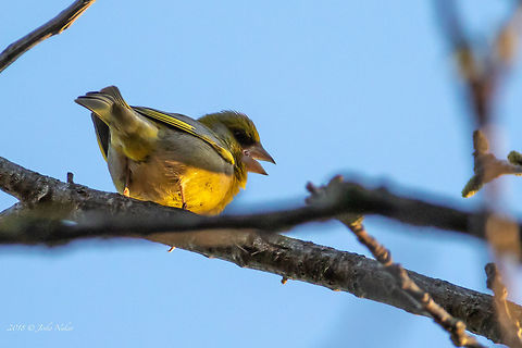European Greenfinch lit up by the early morning sunrays Chloris chloris Animal,Animalia,Aves,Bird,Bulgaria,Carduelis chloris,Chloris chloris,Chordata,Europe,European Greenfinch,European greenfinch,Finch,Fringillidae,Geotagged,Nature,Passeriformes,Passerine,Rusenski Lom nature park,Spring,Wildlife