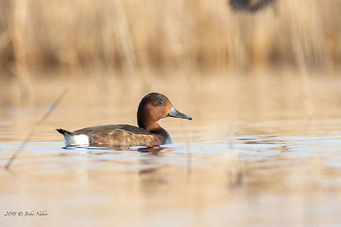 White-eyed pochard female - Aythya nyroca  Anatidae,Animal,Animalia,Anseriformes,Aves,Aythia nyroca,Aythya nyroca,Bird,Black sea,Bulgaria,Chordata,Europe,Ferruginous duck,Geotagged,Nature,Poda protected area,Spring,Wildlife