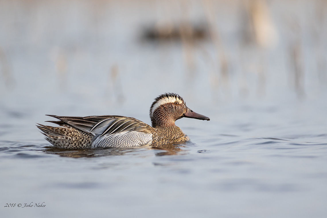 Garganey - Spatula querquedula  Anatidae,Animal,Animalia,Anseriformes,Aves,Bird,Black sea,Bulgaria,Chordata,Europe,Garganey,Geotagged,Nature,Poda protected area,Spatula querquedula,Spring,Wildlife