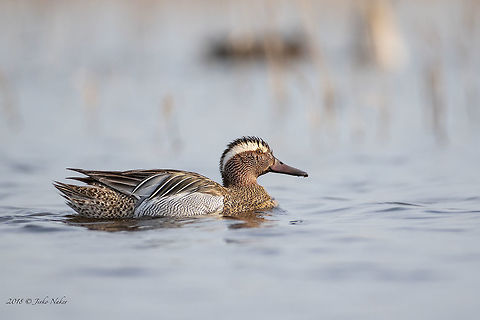Garganey - Spatula querquedula  Anatidae,Animal,Animalia,Anseriformes,Aves,Bird,Black sea,Bulgaria,Chordata,Europe,Garganey,Geotagged,Nature,Poda protected area,Spatula querquedula,Spring,Wildlife