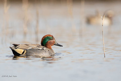 Eurasian teal, Bulgaria  Anas crecca,Anatidae,Animal,Animalia,Anseriformes,Aves,Bird,Black sea,Bulgaria,Chordata,Eurasian Teal,Europe,Geotagged,Nature,Poda protected area