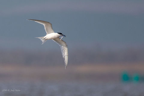 Sandwich tern - Thalasseus sandvicensis  Animal,Animalia,Aves,Bird,Black sea,Bulgaria,Charadriiformes,Chordata,Europe,Geotagged,Laridae,Nature,Pomorie,Sandwich tern,Spring,Thalasseus sandvicensis,Wildlife
