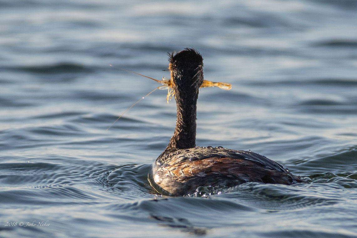 Baltic prawn - Palaemon adspersus Black-necked grebe&#039;s lunch. Animal,Animalia,Arthropoda,Baltic prawn,Black sea,Bulgaria,Decapoda,Europe,Geotagged,Malacostraca,Nature,Palaemon adspersus,Palaemonidae,Pomorie,Spring,Wildlife
