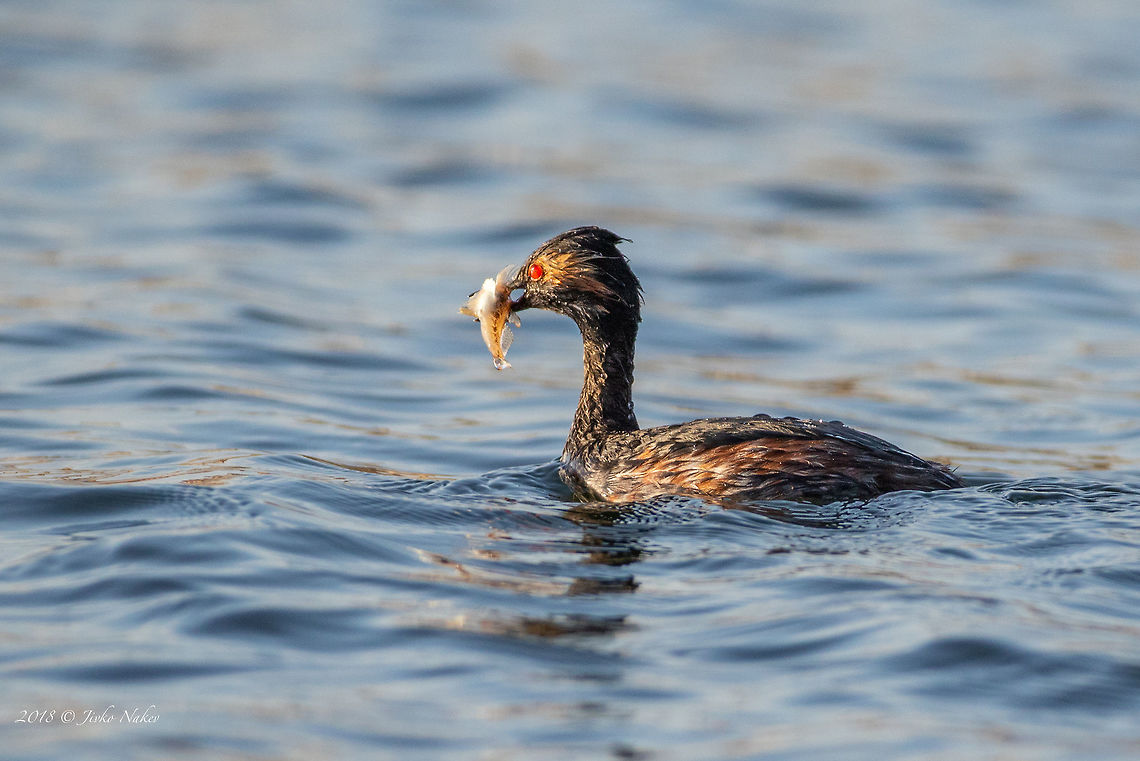 Black-necked grebe - Podiceps nigricollis  Animal,Animalia,Aves,Bird,Black sea,Black-necked grebe,Bulgaria,Chordata,Europe,Geotagged,Nature,Podiceps nigricollis,Podicipedidae,Podicipediformes,Pomorie,Spring,Wildlife