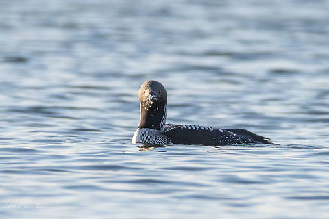 Black-throated loon - Gavia arctica  Animal,Animalia,Aves,Bird,Black sea,Black-throated loon,Bulgaria,Chordata,Europe,Gavia arctica,Gaviidae,Gaviiformes,Geotagged,Nature,Pomorie,Spring,Wildlife,arctica