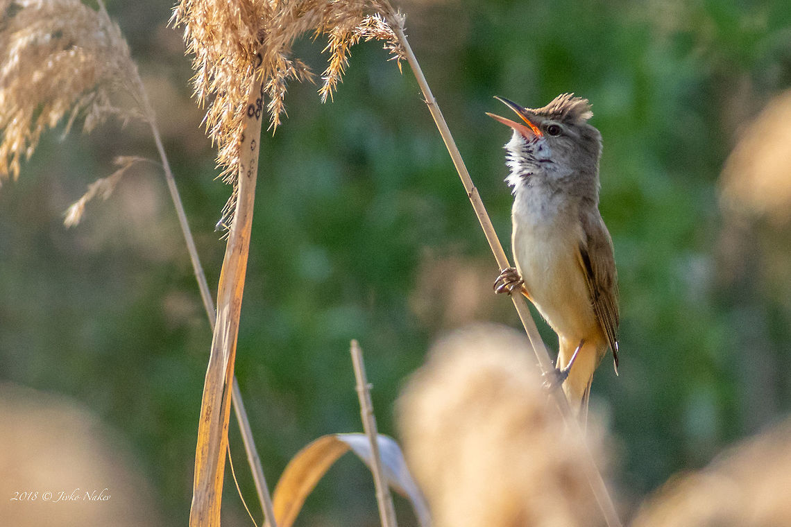 Great reed warbler - Acrocephalus arundinaceus  Acrocephalidae,Acrocephalus arundinaceus,Animal,Animalia,Aves,Bird,Bulgaria,Chelopechene wetland,Chordata,Europe,Geotagged,Great Reed Warbler,Great reed warbler,Nature,Passeriformes,Passerine,Spring,Wildlife