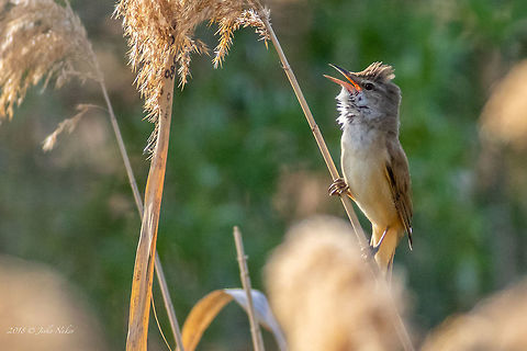 Great reed warbler - Acrocephalus arundinaceus  Acrocephalidae,Acrocephalus arundinaceus,Animal,Animalia,Aves,Bird,Bulgaria,Chelopechene wetland,Chordata,Europe,Geotagged,Great Reed Warbler,Great reed warbler,Nature,Passeriformes,Passerine,Spring,Wildlife