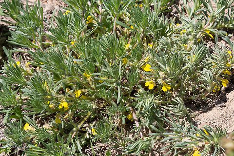 Yellow bugle - Ajuga chamaepitys  Ajuga chamaepitys,Bulgaria,Eudicot,Europe,Flowering Plant,Geotagged,Lamiaceae,Lamiales,Magnoliophyta,Nature,Plantae,Rusenski Lom nature park,Spring,Wildlife,Yellow Bugle,Yellow bugle,flower