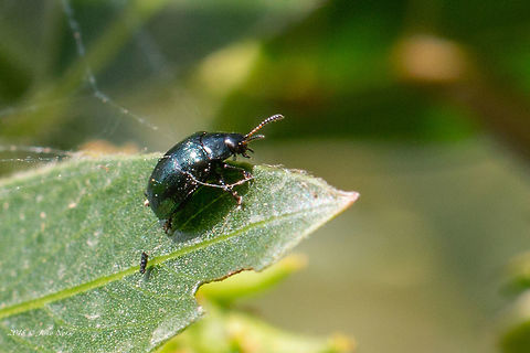Miniature leaf beetle - Plagiodera versicolora, Chrysomelidae family  Animal,Animalia,Arthropoda,Bulgaria,Chelopechene wetland,Chrysomelidae,Coleoptera,Europe,Geotagged,Insect,Insecta,Leaf beetle,Nature,Plagiodera versicolora,Spring,Wildlife,Willow Leaf Beetle