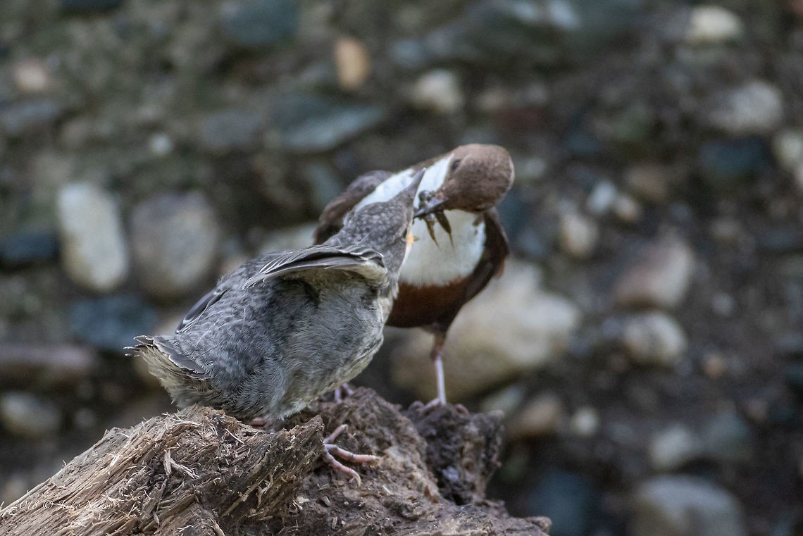 Mamma feeding her chick - White-throated dipper - Cinclus cinclus  Animal,Animalia,Aves,Bird,Bulgaria,Chordata,Cinclidae,Cinclus cinclus,Europe,Geotagged,Iskar river,Nature,Passeriformes,Passerine,Sofia,Spring,White-throated Dipper,White-throated dipper,Wildlife