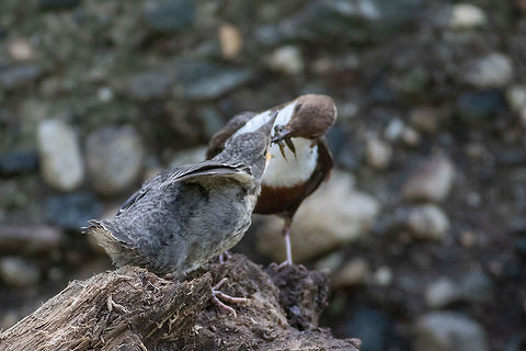 Mamma feeding her chick - White-throated dipper - Cinclus cinclus  Animal,Animalia,Aves,Bird,Bulgaria,Chordata,Cinclidae,Cinclus cinclus,Europe,Geotagged,Iskar river,Nature,Passeriformes,Passerine,Sofia,Spring,White-throated Dipper,White-throated dipper,Wildlife