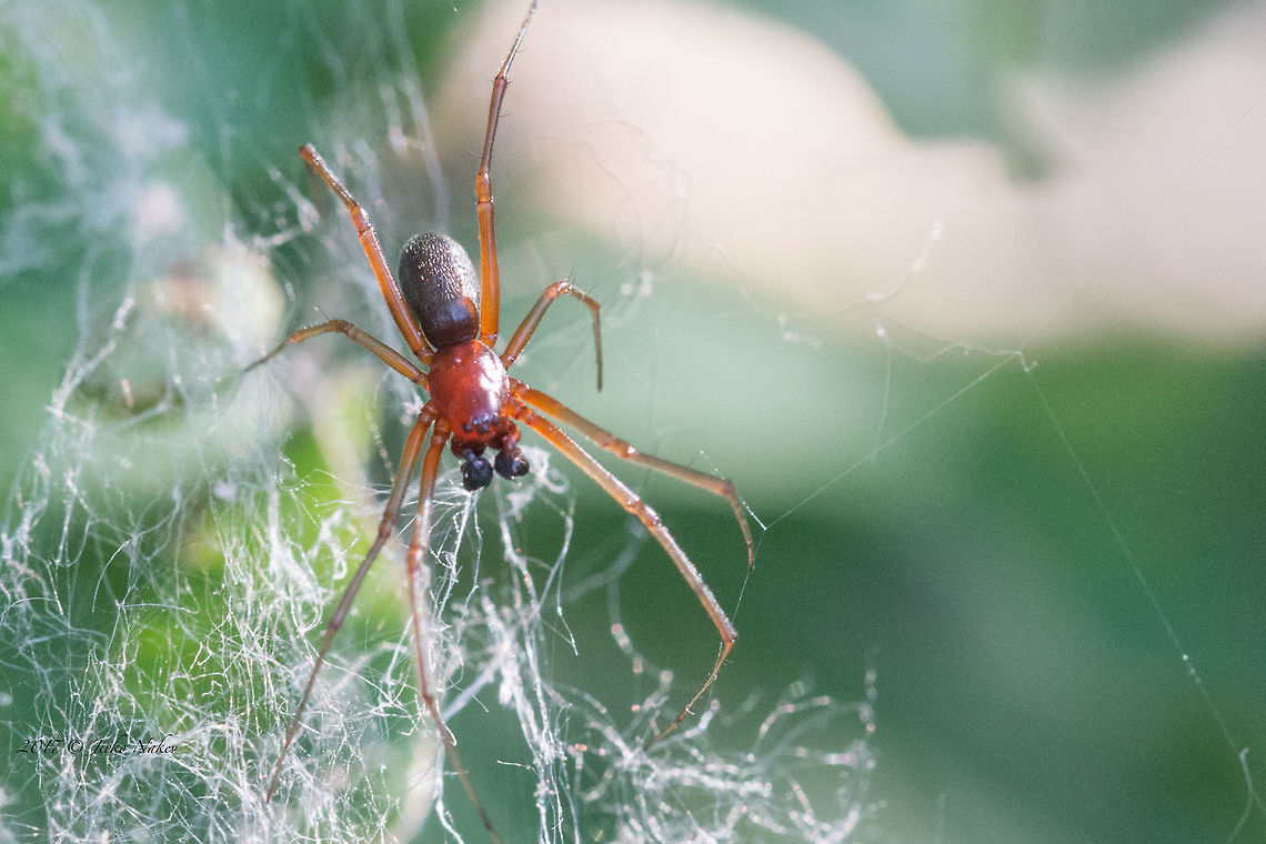 Helophora insignis - species of spiders in the Linyphiidae family  Animal,Animalia,Arachnida,Araneae,Arthropoda,Europe,Geotagged,Helophora insignis,Italy,Linyphiidae,Nature,Riserva naturale della Val Rosandra,Spring,Wildlife