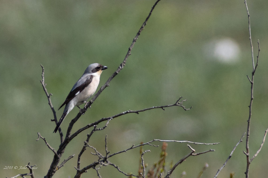 Lesser grey shrike - Lanius minor  Aldomirovtsi marsh,Animal,Animalia,Aves,Bird,Bulgaria,Chordata,Europe,Geotagged,Laniidae,Lanius minor,Lesser Grey Shrike,Lesser grey shrike,Nature,Passeriformes,Passerine,Spring,Wetland,Wildlife