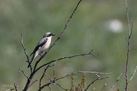 Lesser grey shrike - Lanius minor  Aldomirovtsi marsh,Animal,Animalia,Aves,Bird,Bulgaria,Chordata,Europe,Geotagged,Laniidae,Lanius minor,Lesser Grey Shrike,Lesser grey shrike,Nature,Passeriformes,Passerine,Spring,Wetland,Wildlife