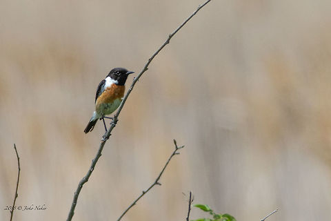 European stonechat - Saxicola rubicola  Aldomirovtsi marsh,Animal,Animalia,Aves,Bird,Bulgaria,Chordata,Europe,European Stonechat,Geotagged,Muscicapidae,Nature,Passeriformes,Passerine,Saxicola rubicolaSpring,Wetland