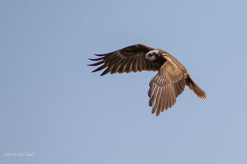 Western marsh harrier female - Circus aeruginosus https://www.jungledragon.com/image/57456/western_marsh_harrier_male_-_circus_aeruginosus.html Accipitridae,Accipitriformes,Aldomirovtsi marsh,Animal,Animalia,Aves,Bird,Bird of prey,Bulgaria,Chordata,Circus aeruginosus,Europe,Geotagged,Nature,Spring,Western marsh harrier,Wetland,Wildlife
