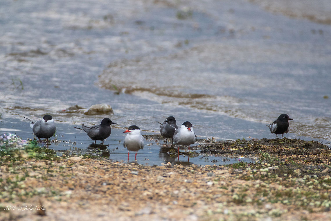 A group portrait of 4 species of terns. The second and forth one from left are Black terns. The first one is Whiskered tern, the last one - White-winged tern. The two white ones are Common terns. <br />
Chlidonias hybrida, Chlidonias niger, Chlidonias leucopterus and Sterna hirundo.<br />
It is rare in Bulgaria to observe the 4 species on one place. This is the cross-point of their ways - they breed on different places. To observe them all together could happen in course only of a couple of days. Animal,Animalia,Aves,Bird,Black tern,Bulgaria,Charadriiformes,Chlidonias niger,Chordata,Europe,Geotagged,Laridae,Nature,Pyasachnik Dam,Spring,Wildlife