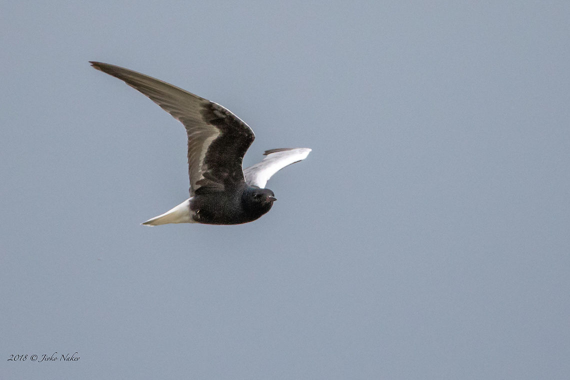 White-winged tern - Chlidonias leucopterus  Animal,Animalia,Aves,Bird,Bulgaria,Charadriiformes,Chlidonias leocopterus,Chlidonias leucopterus,Chordata,Geotagged,Laridae,Nature,Spring,White-winged tern,Wildlife
