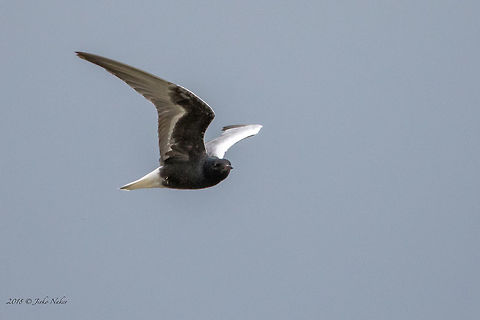 White-winged tern - Chlidonias leucopterus  Animal,Animalia,Aves,Bird,Bulgaria,Charadriiformes,Chlidonias leocopterus,Chlidonias leucopterus,Chordata,Geotagged,Laridae,Nature,Spring,White-winged tern,Wildlife