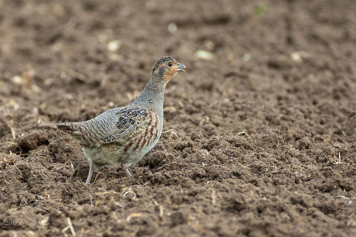 Grey partridge male - Perdix perdix <figure class="photo"><a href="https://www.jungledragon.com/image/59774/grey_partridge_female_-_perdix_perdix.html" title="Grey partridge female - Perdix perdix"><img src="https://s3.amazonaws.com/media.jungledragon.com/images/1332/59774_thumb.jpg?AWSAccessKeyId=05GMT0V3GWVNE7GGM1R2&Expires=1769040010&Signature=jr2iftCaTtlMi%2BRzQmJ0by%2BTOWw%3D" width="200" height="134" alt="Grey partridge female - Perdix perdix https://www.jungledragon.com/image/59773/grey_partridge_male_-_perdix_perdix.html Animal,Animalia,Aves,Bird,Bulgaria,Chordata,Europe,Galliformes,Gamefowl,Geotagged,Grey partridge,Nature,Phasianidae,Phasianus colchicus,Pyasachnik Dam,Spring,Wildlife,perdix" /></a></figure> Animal,Animalia,Aves,Bird,Bulgaria,Chordata,Europe,Galliformes,Gamefowl,Geotagged,Grey partridge,Nature,Perdix perdix,Phasianidae,Pyasachnik Dam,Spring,Wildlife,perdix