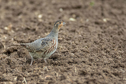 Grey partridge male - Perdix perdix https://www.jungledragon.com/image/59774/9a08051400a1a2_a1_002tf.html Animal,Animalia,Aves,Bird,Bulgaria,Chordata,Europe,Galliformes,Gamefowl,Geotagged,Grey partridge,Nature,Perdix perdix,Phasianidae,Pyasachnik Dam,Spring,Wildlife,perdix