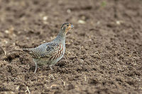 Grey partridge male - Perdix perdix https://www.jungledragon.com/image/59774/9a08051400a1a2_a1_002tf.html Animal,Animalia,Aves,Bird,Bulgaria,Chordata,Europe,Galliformes,Gamefowl,Geotagged,Grey partridge,Nature,Perdix perdix,Phasianidae,Pyasachnik Dam,Spring,Wildlife,perdix