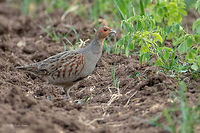 Grey partridge female - Perdix perdix https://www.jungledragon.com/image/59773/grey_partridge_male_-_perdix_perdix.html Animal,Animalia,Aves,Bird,Bulgaria,Chordata,Europe,Galliformes,Gamefowl,Geotagged,Grey partridge,Nature,Phasianidae,Phasianus colchicus,Pyasachnik Dam,Spring,Wildlife,perdix