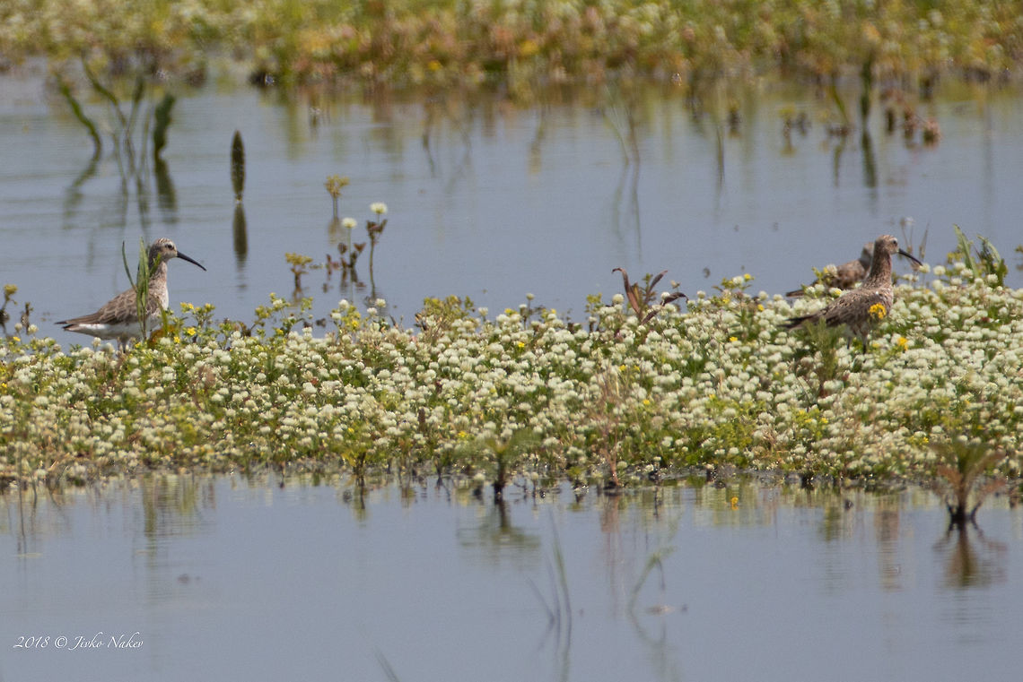 Curlew sandpiper - Calidris ferruginea  Animal,Animalia,Aves,Bird,Bulgaria,Calidris ferruginea,Charadriiformes,Chordata,Curlew sandpiper,Europe,Geotagged,Nature,Pyasachnik Dam,Scolopacidae,Shorebird,Spring,Wader,Wildlife