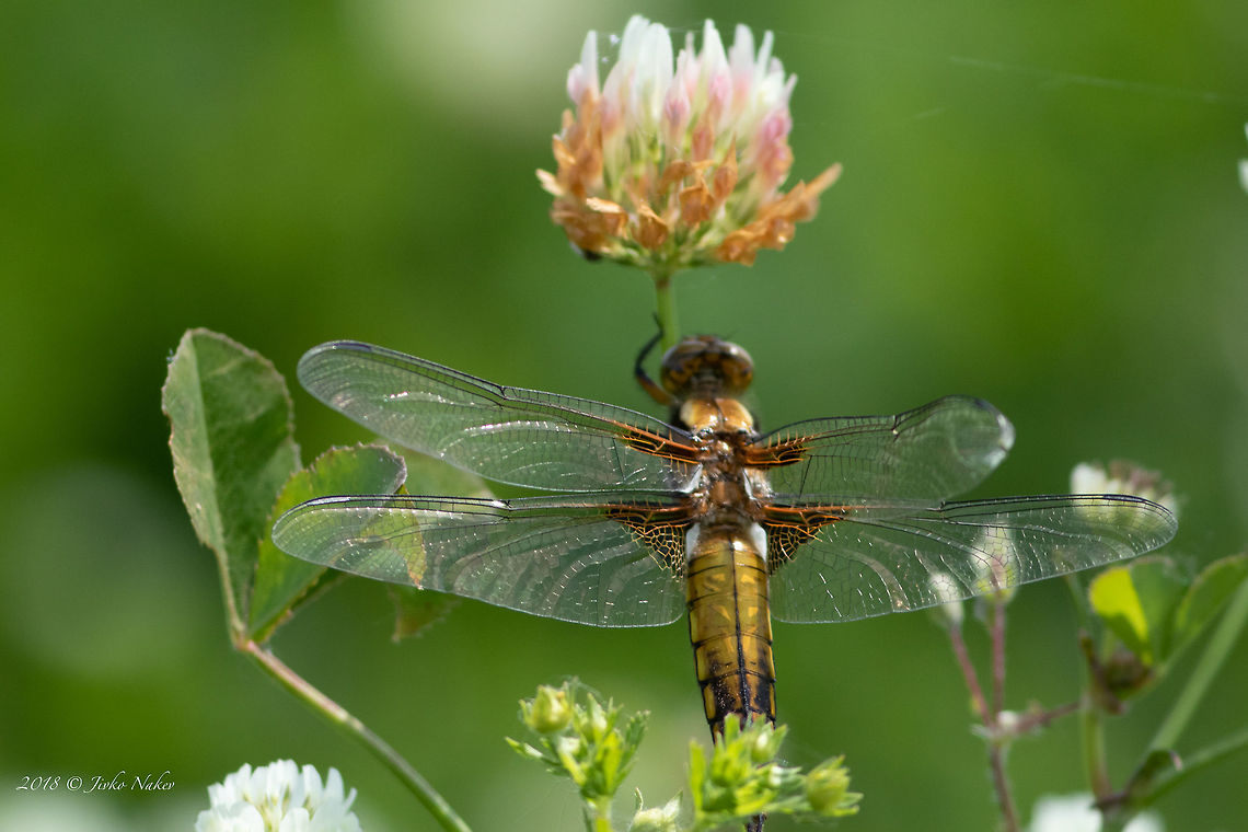 Broad-bodied darter female - Libellula depressa Again I had to shoot insects with 400 mm lens, as I left my macro at home.  <br />
 Animal,Animalia,Arthropoda,Broad-bodied chaser,Bulgaria,Dragonfly,Europe,Geotagged,Insect,Insecta,Libellula depressa,Libellulidae,Nature,Odonata,Pyasachnik Dam,Skimmer,Spring,Wildlife