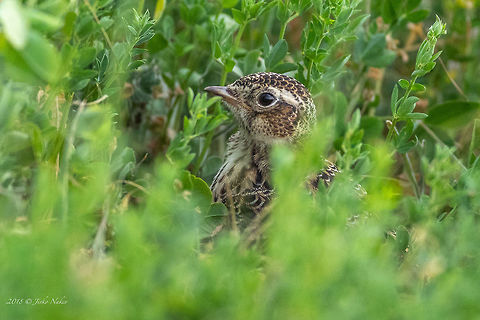 Eurasian skylark juvenile - Alauda arvensis I spotted two small birds along the roadside. One of them disappeared, but the other one remained calm in the grass watching at me with curiosity. I managed to make a couple of photos from the car. Usually they have 2, rarely 3 hatches a year.  Alauda arvensis,Alaudidae,Animal,Animalia,Aves,Bird,Bulgaria,Chordata,Eurasian skylark,Europe,Geotagged,Nature,Passeriformes,Passerine,Pyasachnik Dam,Skylark,Spring,Wildlife