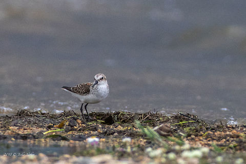Little stint - Calidris minuta  Animal,Animalia,Aves,Bird,Bulgaria,Calidris minuta,Charadriiformes,Chordata,Europe,Geotagged,Little stint,Nature,Pyasachnik Dam,Scolopacidae,Shorebird,Spring,Wader,Wildlife