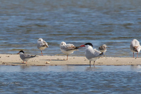 Distant Caspian tern - the biggest bird on the photo - Hydroprogne caspia  Animal,Animalia,Aves,Bird,Caspian tern,Charadriiformes,Chordata,Eastern Macedonia,Europe,Geotagged,Greece,Hydroprogne caspia,Keramoti,Laridae,Nature,Spring,Wildlife