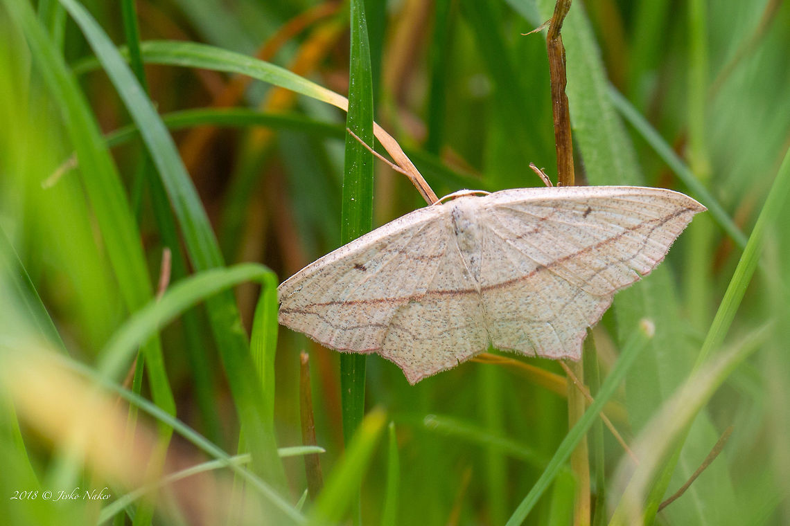 Blood-vein moth - Timandra comae  Animal,Animalia,Arthropoda,Blood-vein,Blood-vein moth,Bulgaria,Geometer moth,Geometridae,Geotagged,Insect,Insecta,Lepidoptera,Moth Week 2018,Nature,Spring,Timandra comae,Wildlife