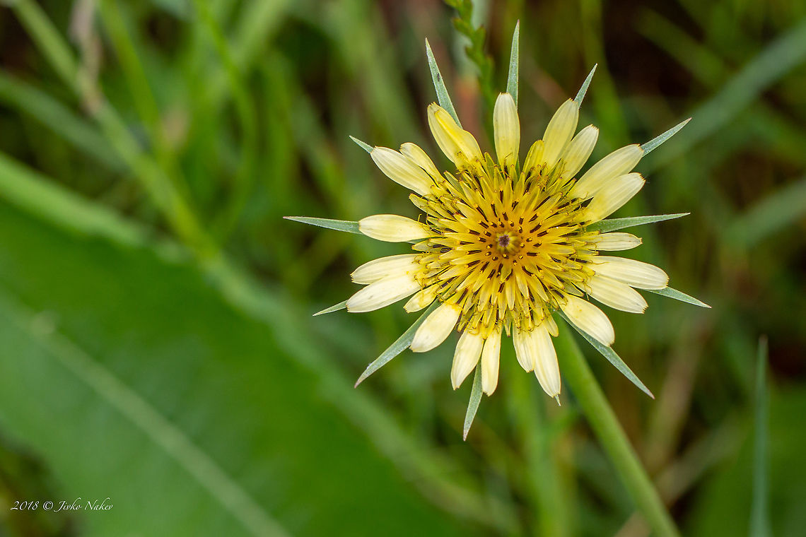 Western goat's-beard - Tragopogon dubius  Asteraceae,Asterales,Bulgaria,Eudicot,Europe,Flowering Plant,Geotagged,Magnoliophyta,Nature,Plantae,Sofia,Spring,Tragopogon dubius,Western goat's-beard,Western salsify,Wildlife,Yellow salsify,flower