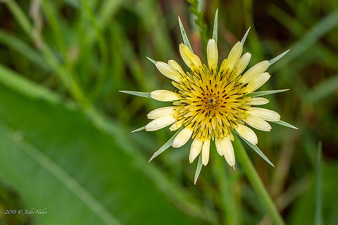 Western goat's-beard - Tragopogon dubius  Asteraceae,Asterales,Bulgaria,Eudicot,Europe,Flowering Plant,Geotagged,Magnoliophyta,Nature,Plantae,Sofia,Spring,Tragopogon dubius,Western goat's-beard,Western salsify,Wildlife,Yellow salsify,flower