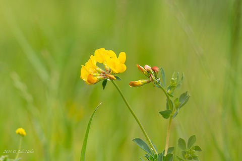 Bird's-foot trefoil - Lotus corniculatus  Bird's-foot trefoil,Birdsfoot trefoil,Bulgaria,Eudicot,Europe,Fabaceae,Fabales,Flowering Plant,Geotagged,Lotus corniculatus,Magnoliophyta,Nature,Plantae,Sofia,Spring,Wildlife,flower