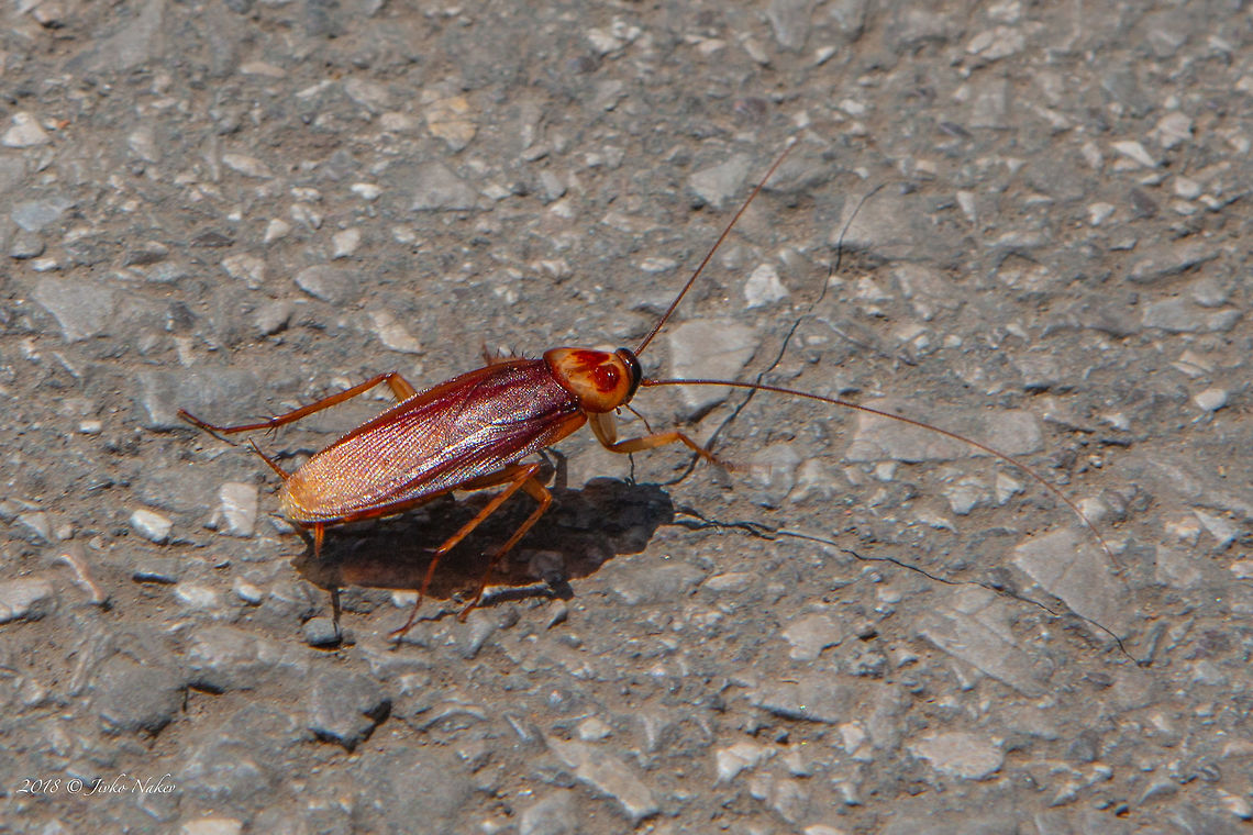 American cockroach - Periplaneta americana  American cockroach,Animal,Animalia,Arthropoda,Blattidae,Blattodea,Bulgaria,Europe,Geotagged,Insect,Insecta,Nature,Periplaneta,Periplaneta americana,Sofia,Spring,Wildlife