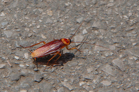 American cockroach - Periplaneta americana  American cockroach,Animal,Animalia,Arthropoda,Blattidae,Blattodea,Bulgaria,Europe,Geotagged,Insect,Insecta,Nature,Periplaneta,Periplaneta americana,Sofia,Spring,Wildlife