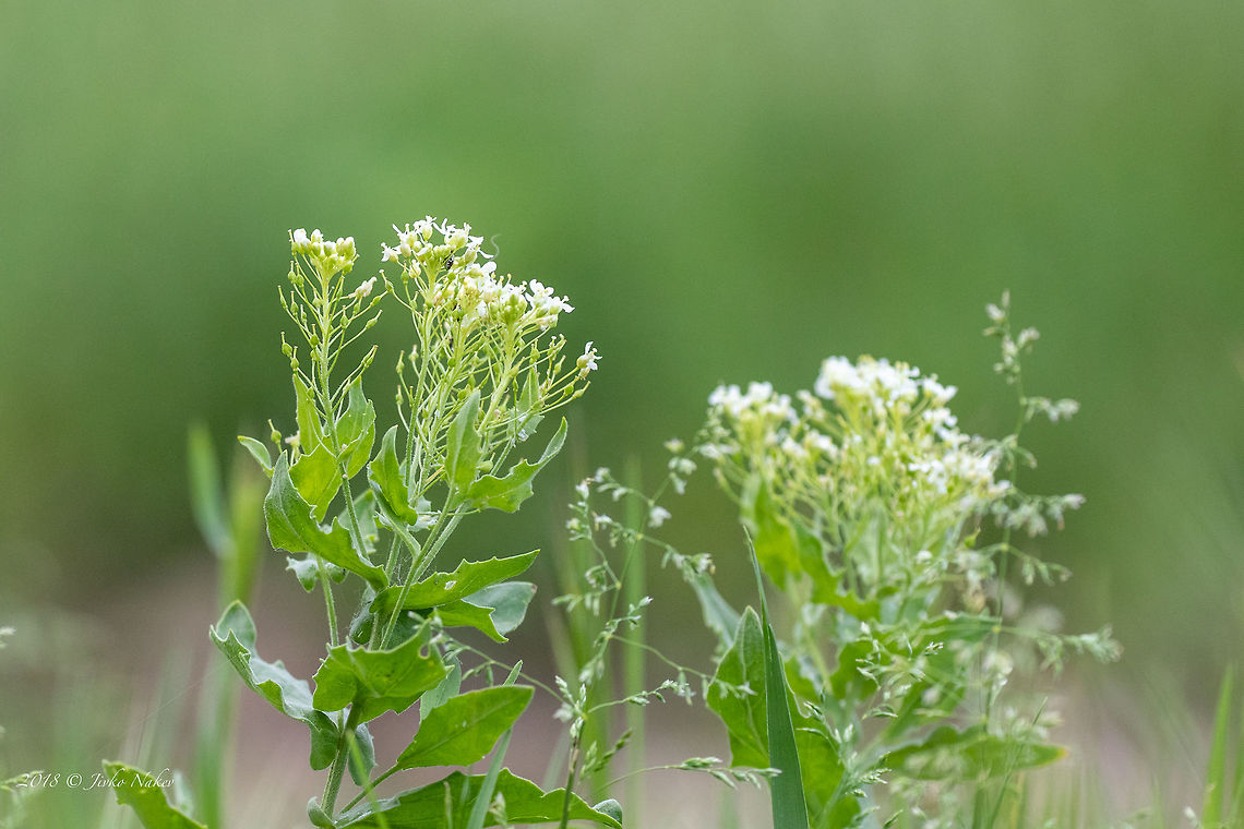 Hoary cress - Lepidium draba  Brassicaceae,Brassicales,Bulgaria,Cardaria draba,Eudicot,Europe,Flowering Plant,Geotagged,Hoary cress,Lepidium draba,Lepidum draba,Magnoliophyta,Nature,Plantae,Sofia,Spring,Whitetop,Wildlife,flower