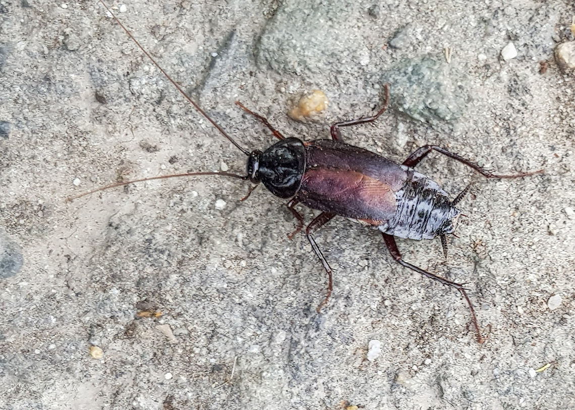 Oriental cockroach male - Blatta orientalis Photo taken with smartphone. Animal,Animalia,Arthropoda,Blatta orientalis,Blattidae,Blattodea,Bulgaria,Europe,Geotagged,Insect,Insecta,Nature,Oriental cockroach,Sofia,Spring,Wildlife